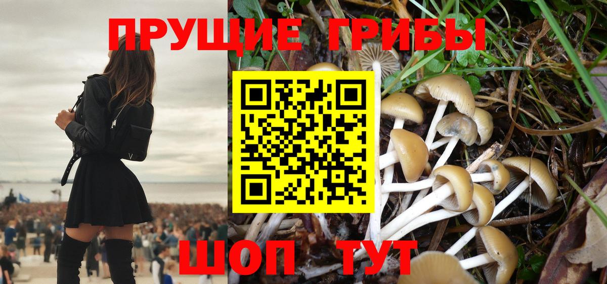 Псилоцибиновые грибы Psilocybine cubensis Краснознаменск